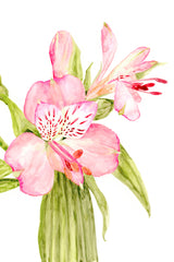 Pink watercolor alstroemeria Poster och Canvastavla