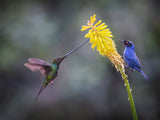 Masked Flowerpiercer &amp; Sword-billed Hummingbird Poster och Canvastavla