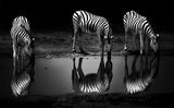 Reflections in the moonlight Poster och Canvastavla