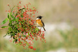 Saxicola rubicola Poster och Canvastavla