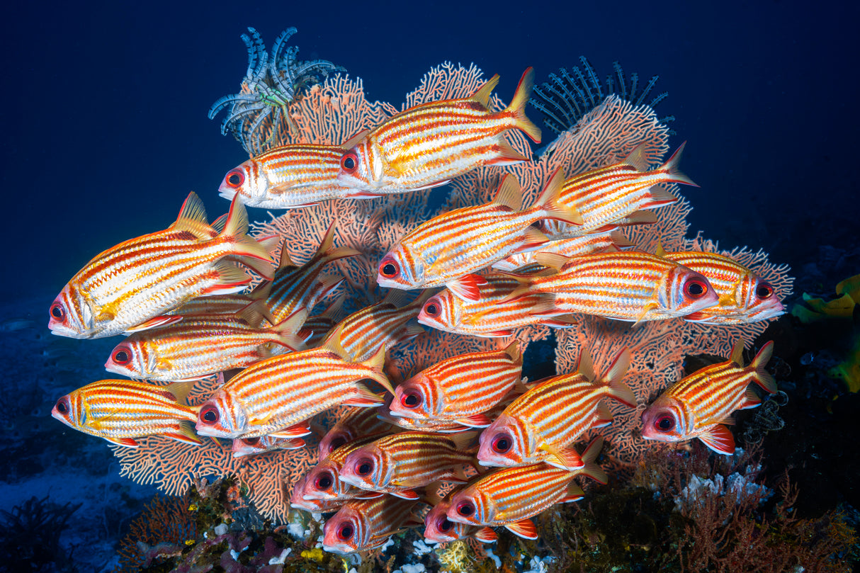 Yellow-tipped squirrefish Poster och Canvastavla