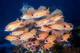 Yellow-tipped squirrefish Poster och Canvastavla