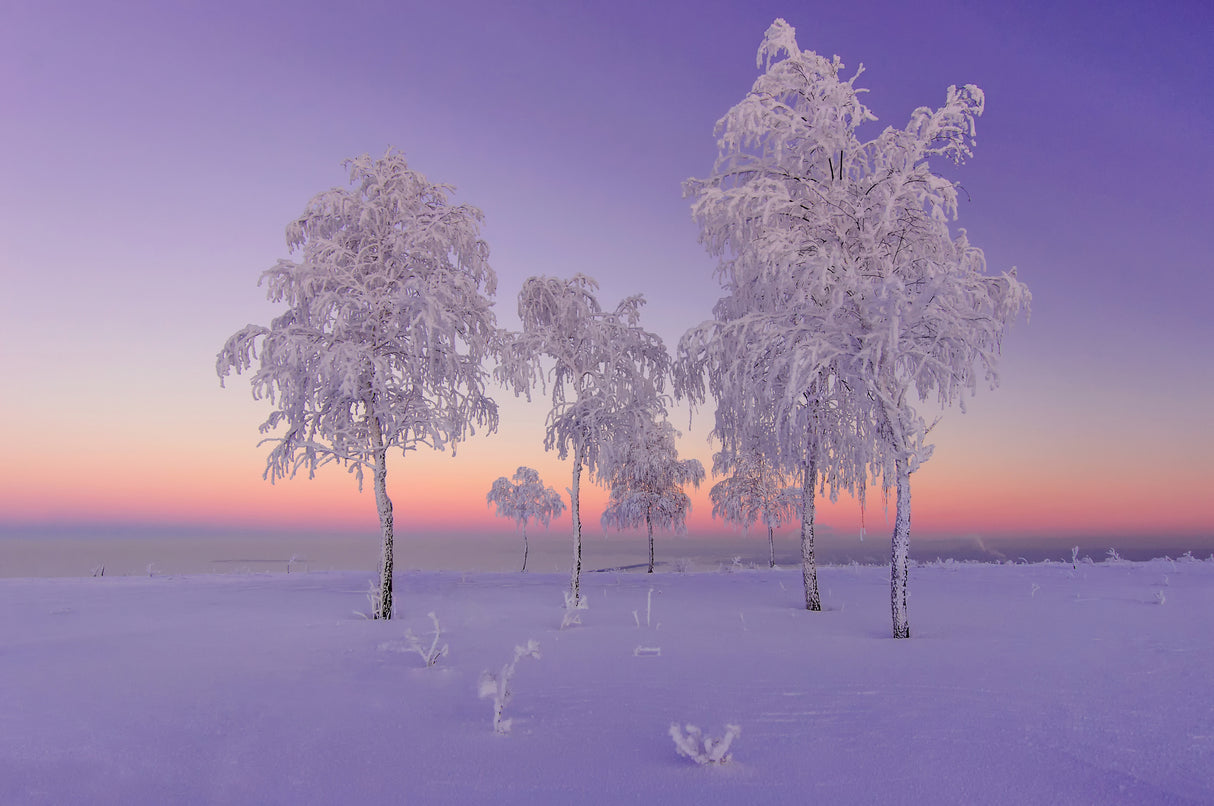 January evening Poster och Canvastavla