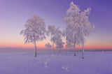 January evening Poster och Canvastavla