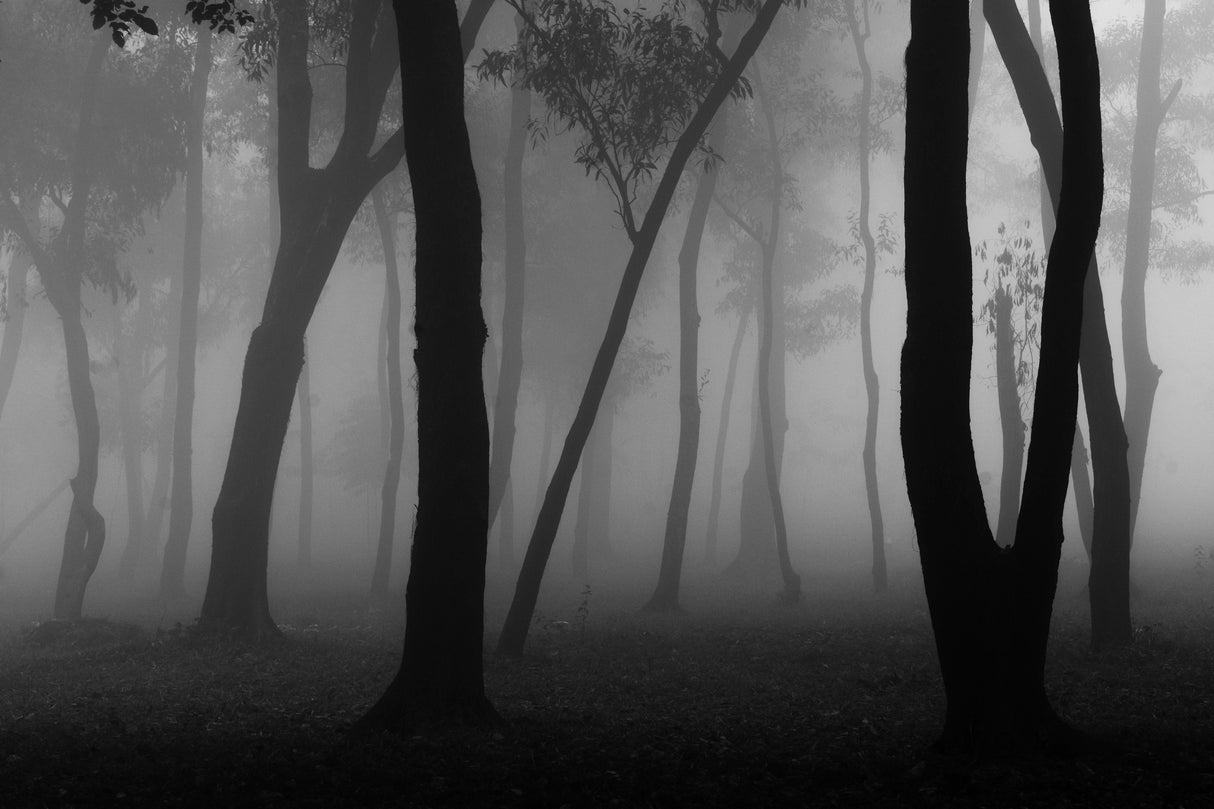 Foggy Forest Poster och Canvastavla