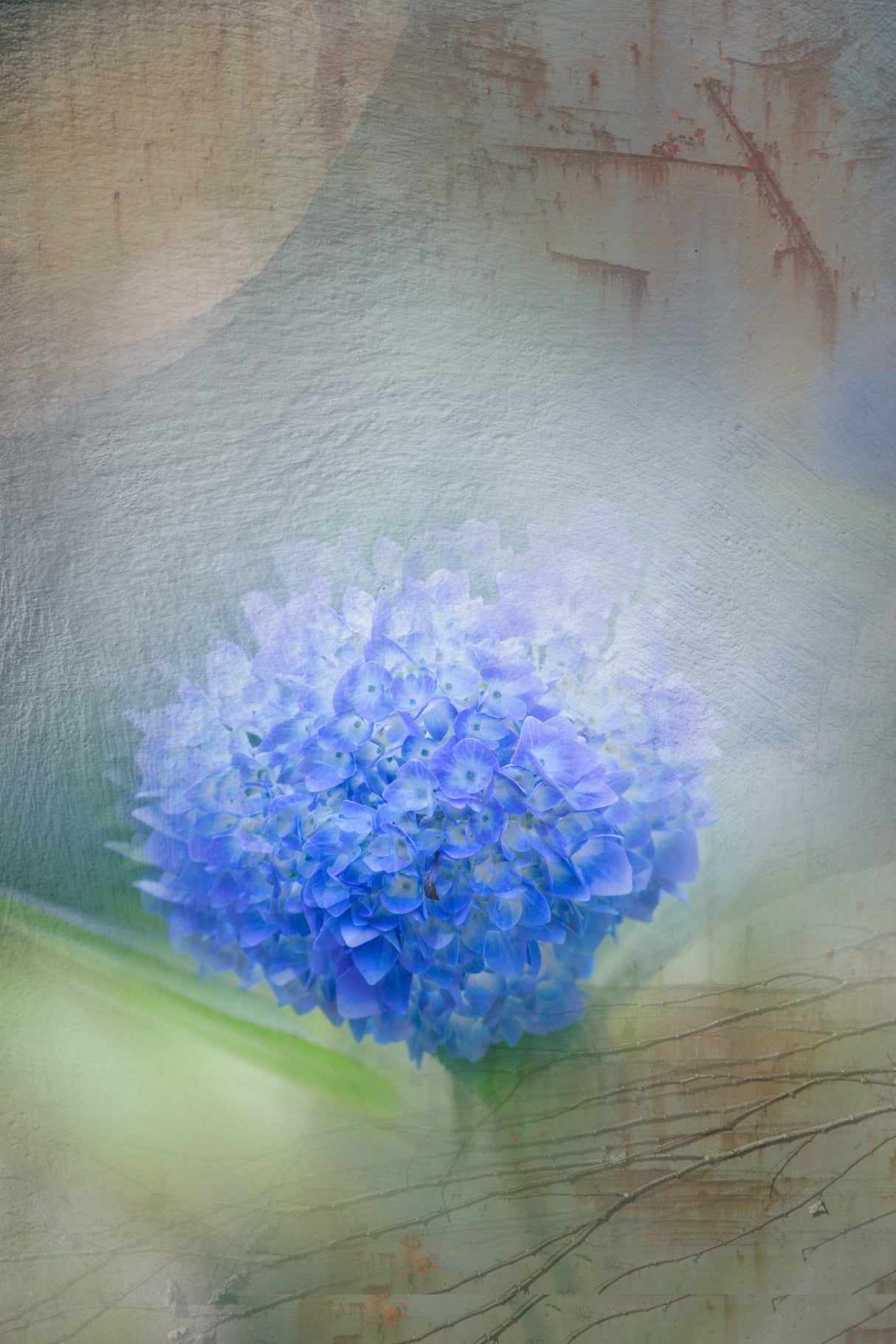 hydrangea Poster och Canvastavla
