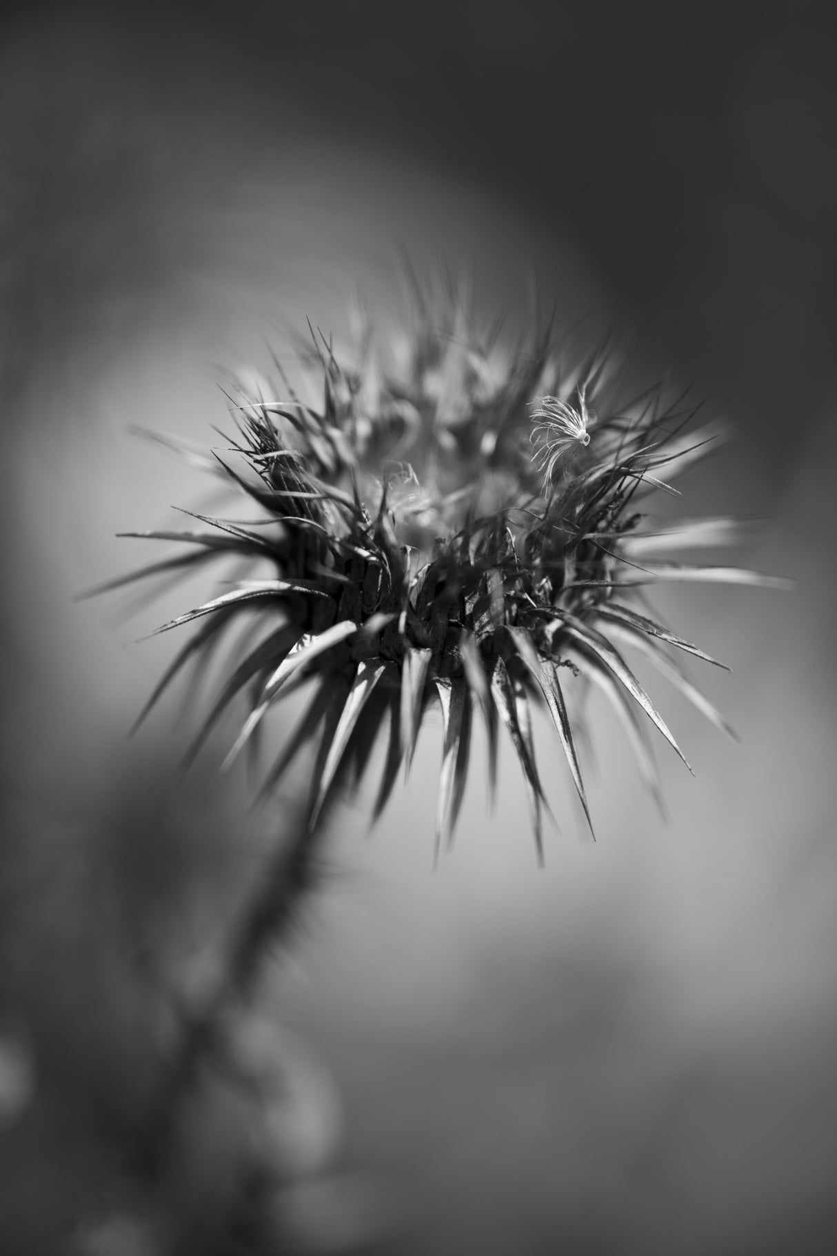 prickly desert plant Poster och Canvastavla