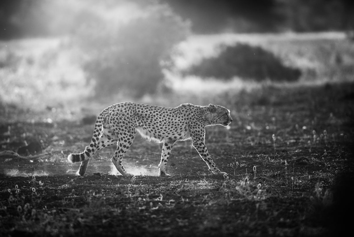 Backlit Cheetah Poster och Canvastavla