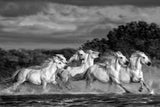Horses running through the marsh (Monochrome) Poster och Canvastavla