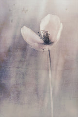 Fading Into Oblivion Poster och Canvastavla