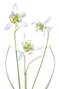 Galanthus Flore Pleno Poster och Canvastavla