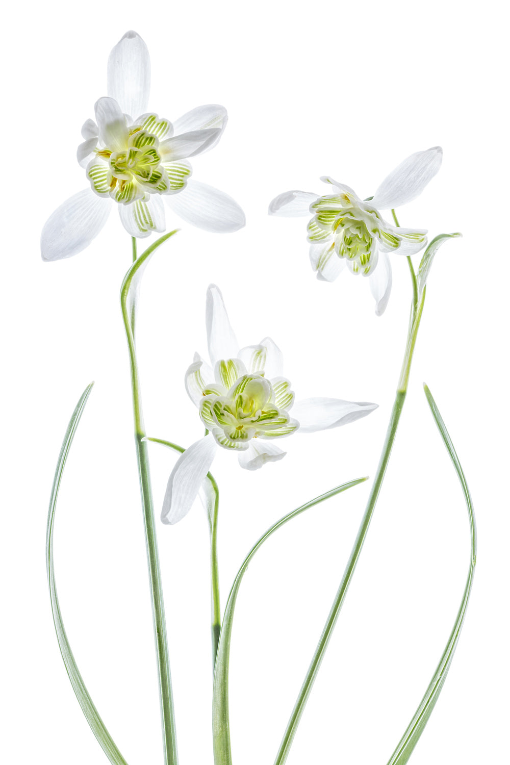 Galanthus Flore Pleno Poster och Canvastavla