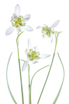Galanthus Flore Pleno Poster och Canvastavla
