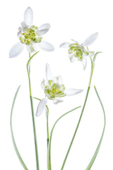 Galanthus Flore Pleno Poster och Canvastavla