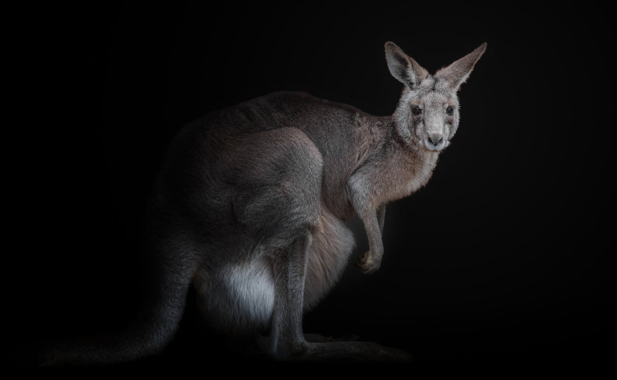 kangaroo Poster och Canvastavla