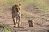 Little king Poster och Canvastavla