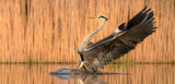 Gliding on water Poster och Canvastavla