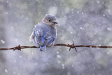 Eastern Bluebird Poster och Canvastavla