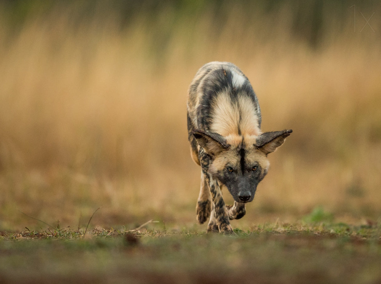 Painted Dog Stalk Poster och Canvastavla