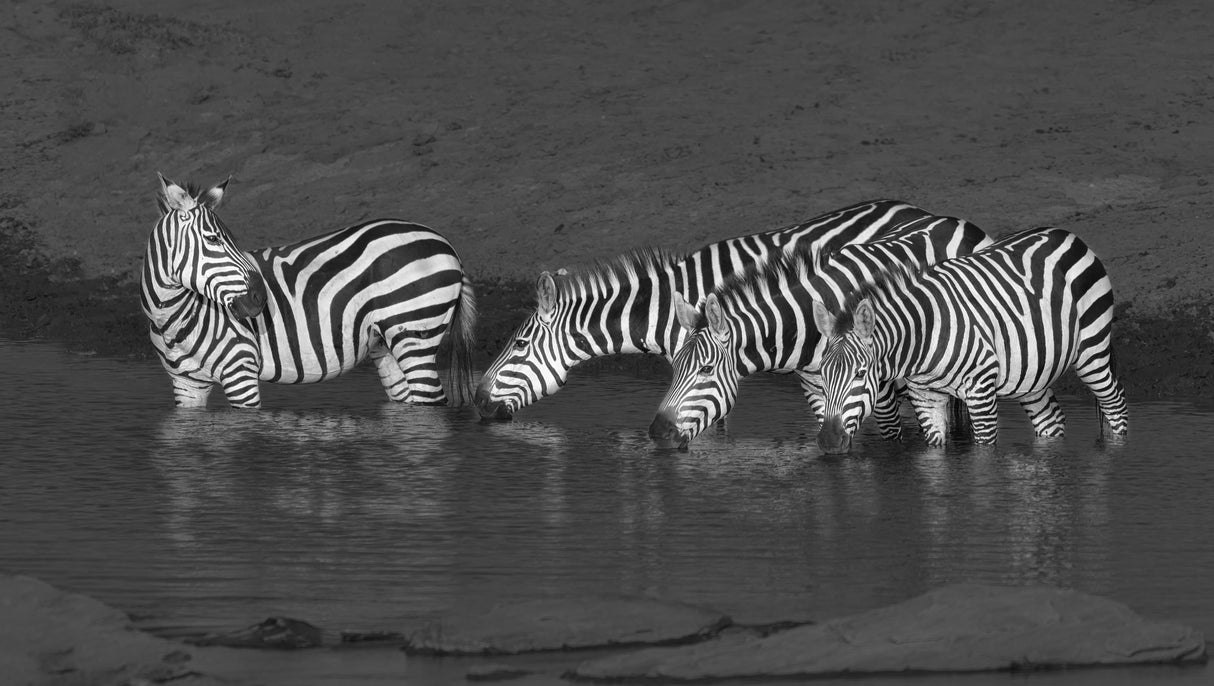Zebras drinking Poster och Canvastavla