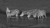 Zebras drinking Poster och Canvastavla