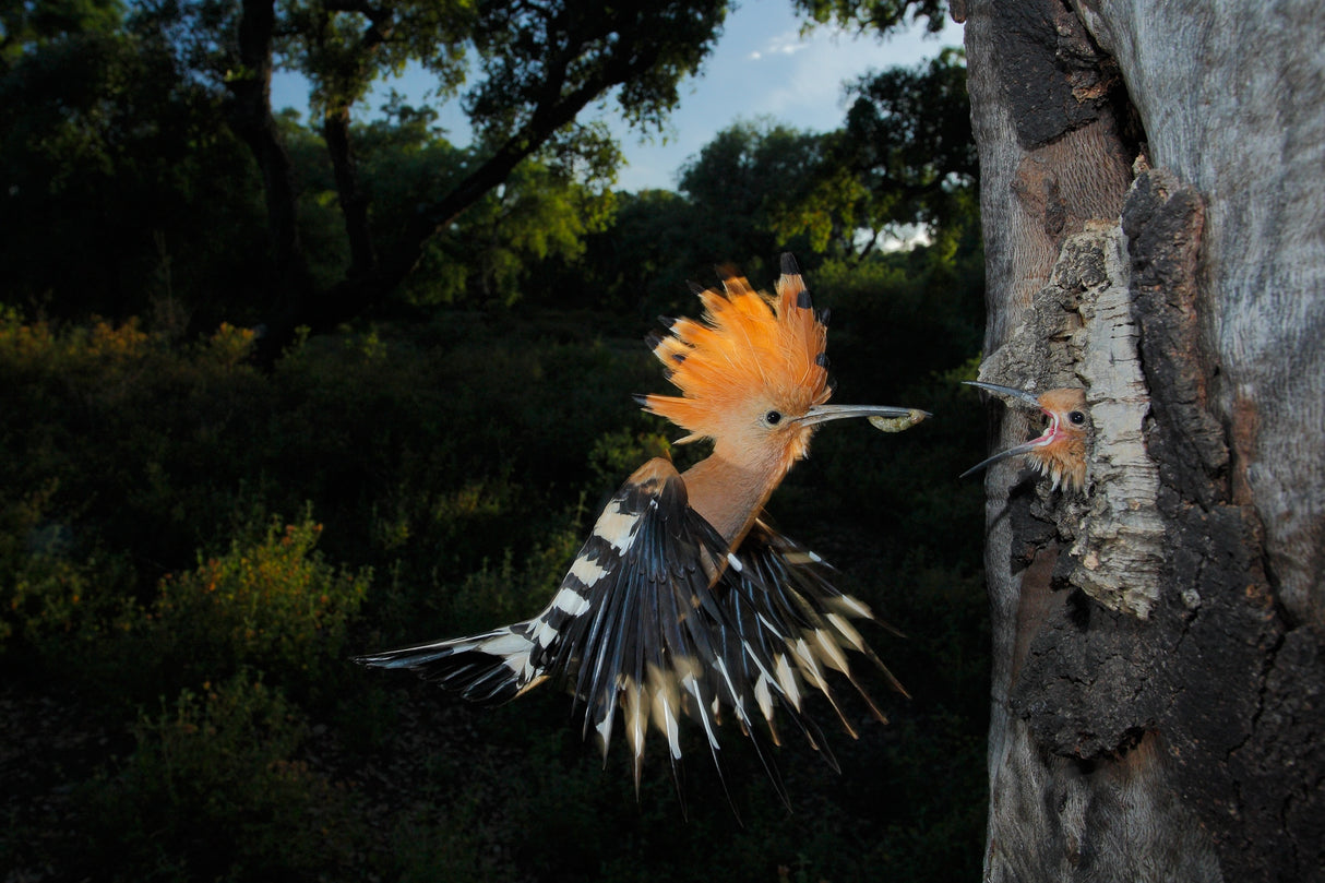 Hoopoe in flight Poster och Canvastavla