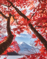 Mt.fuji is in the autumn leaves Poster och Canvastavla