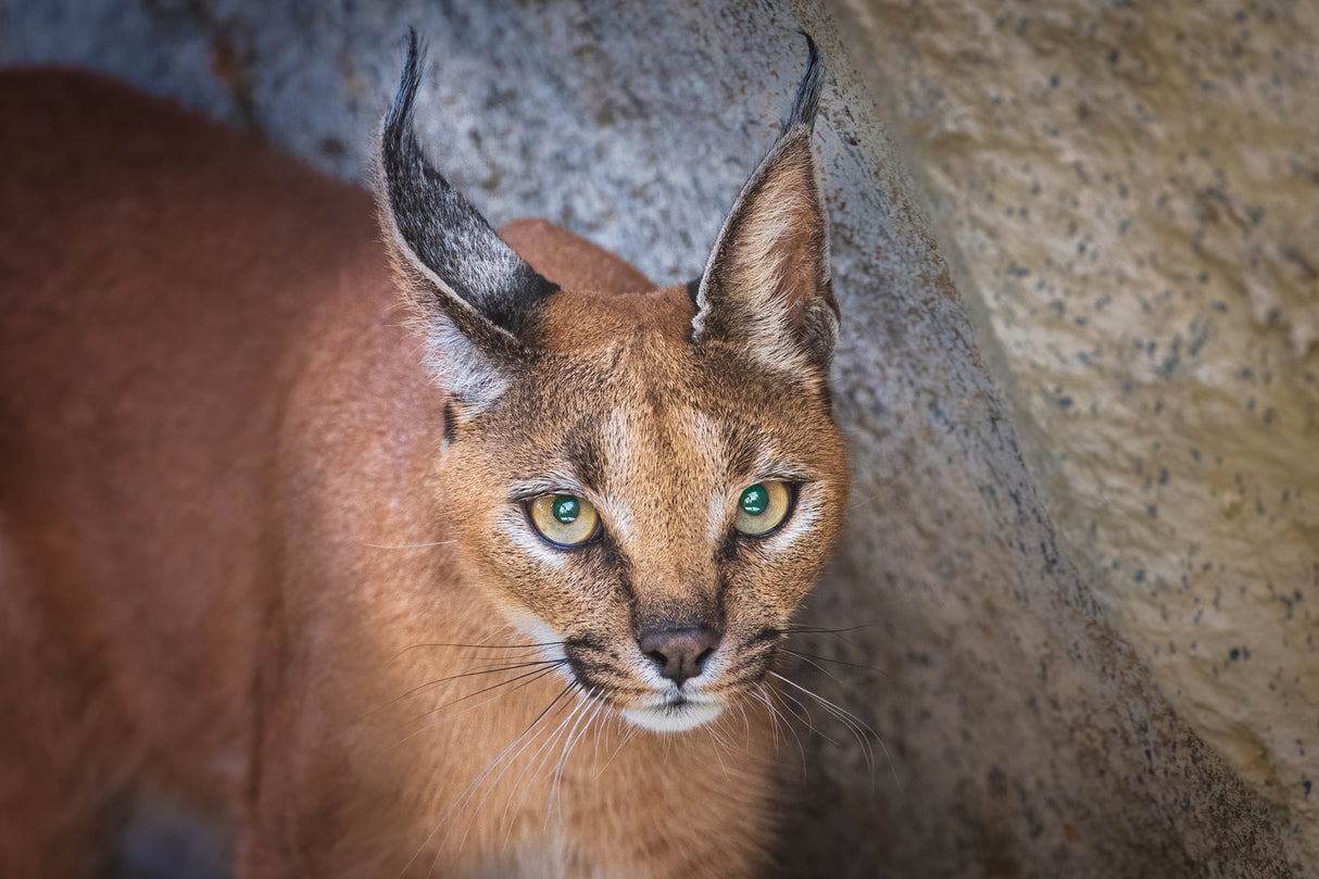 Caracal portrait Poster och Canvastavla