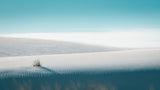 Growing in White Sands Poster och Canvastavla
