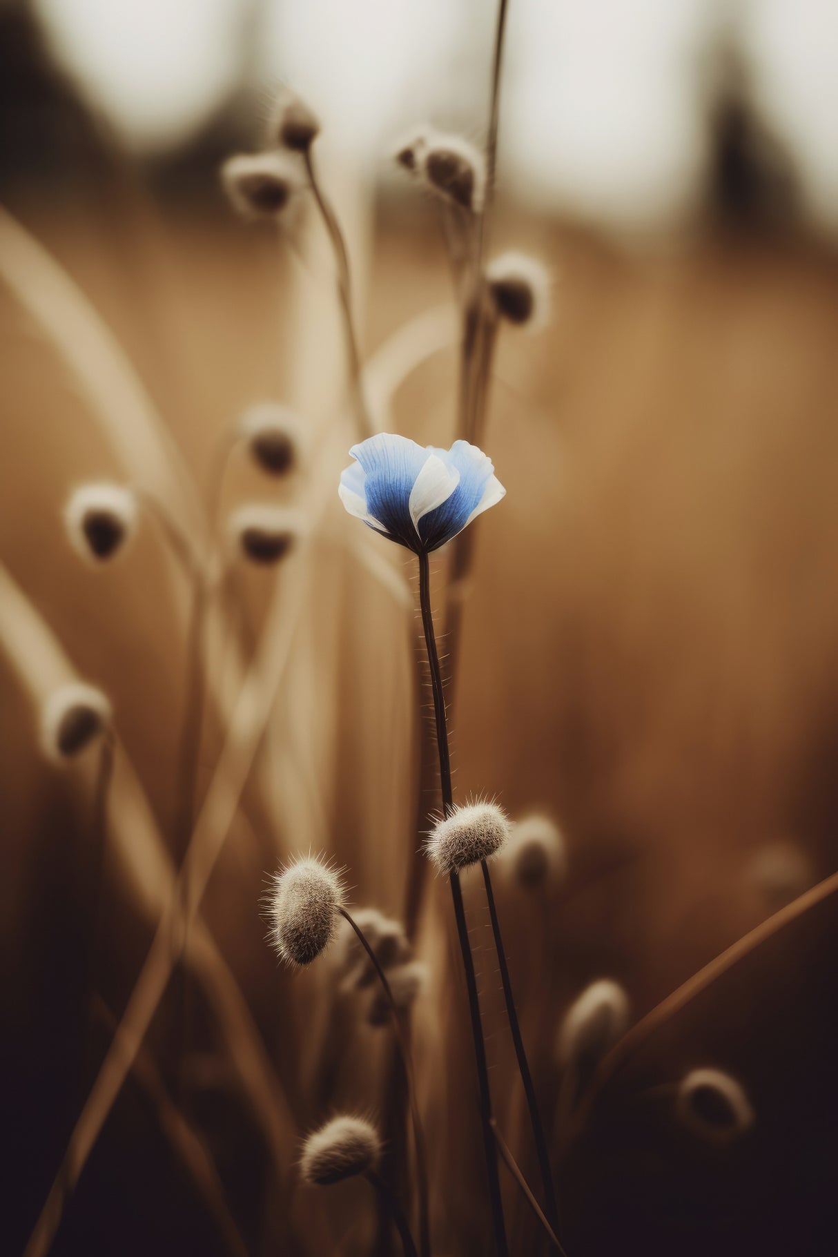 Blue Corn Flowers No 3 Poster och Canvastavla