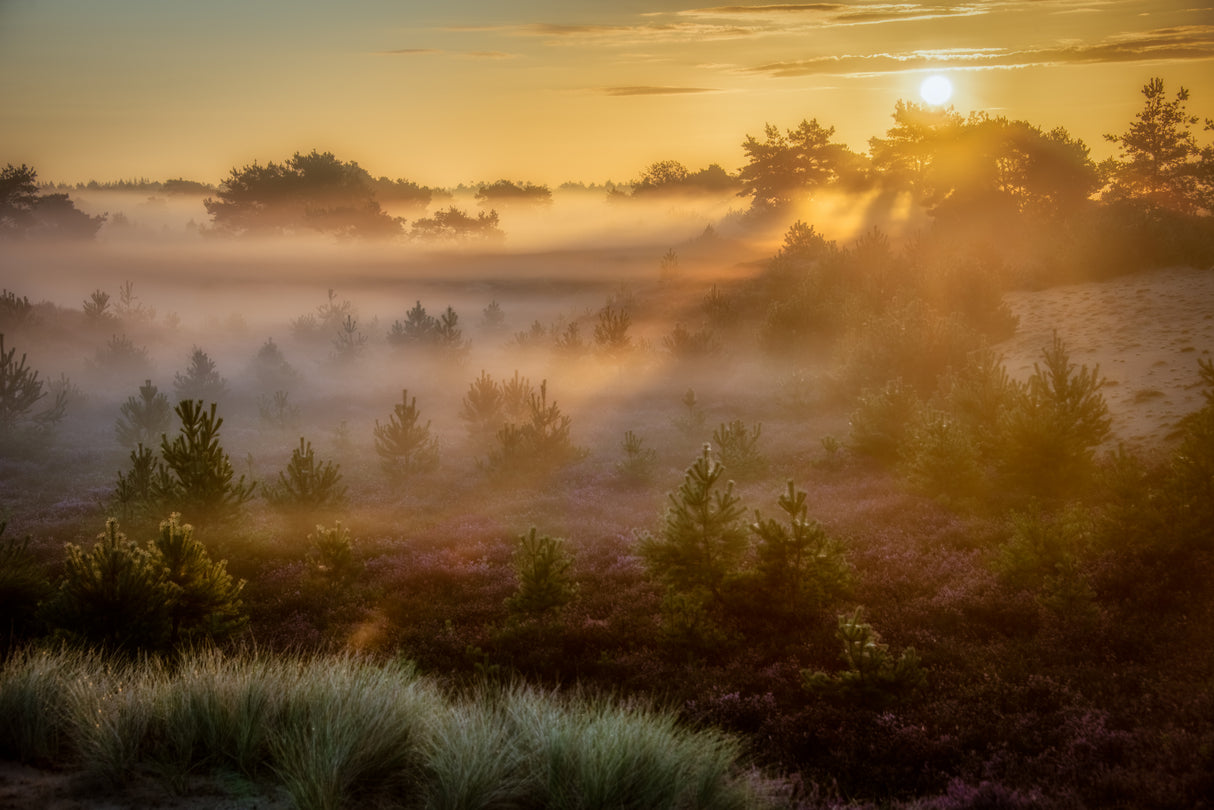 Dreamy sunrise Poster och Canvastavla