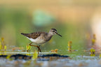Wood sandpiper (Tringa glareola) Poster och Canvastavla