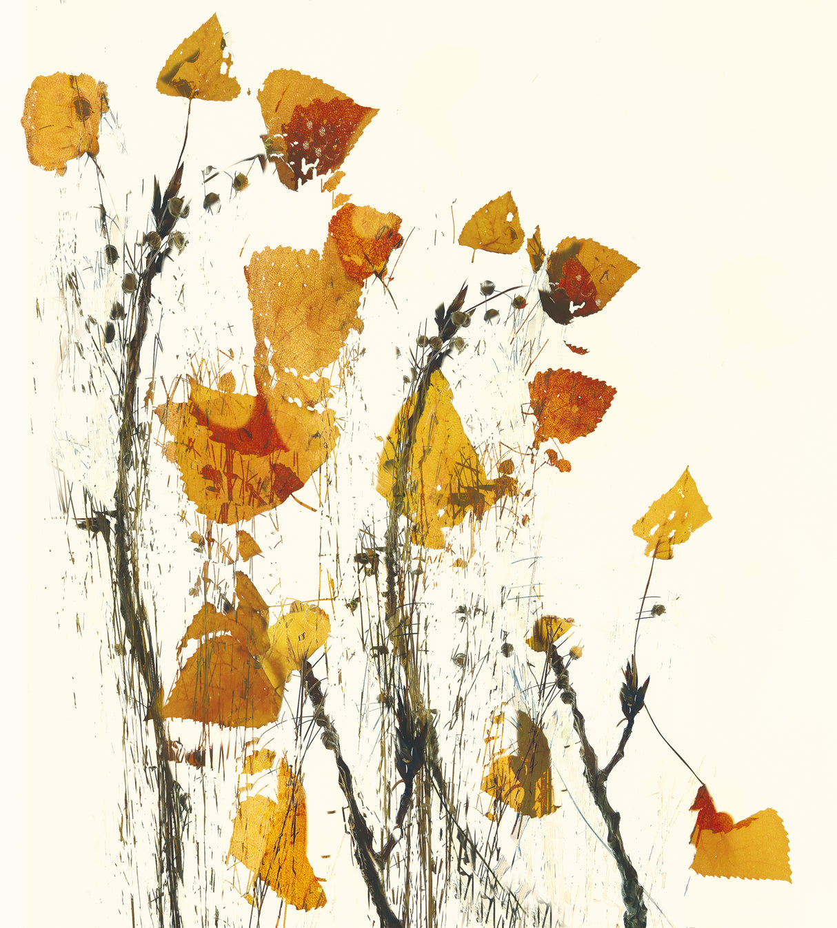 Leaves still life Poster och Canvastavla