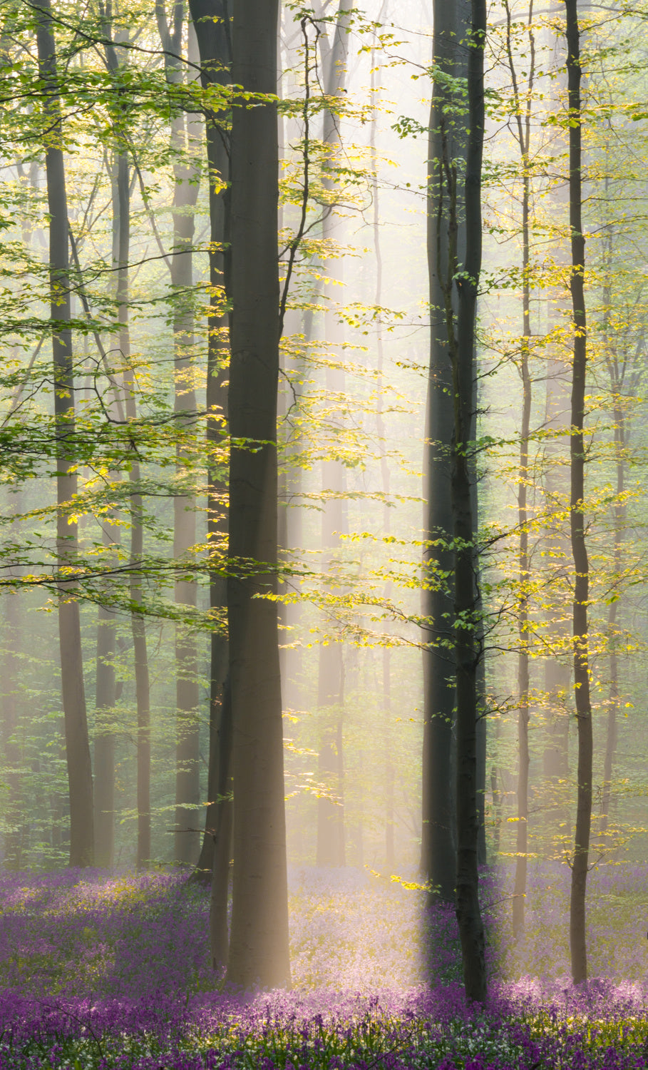 Misty sunrise in Hallerbos Poster och Canvastavla