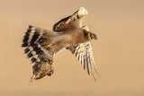 Pallid harrier Poster och Canvastavla