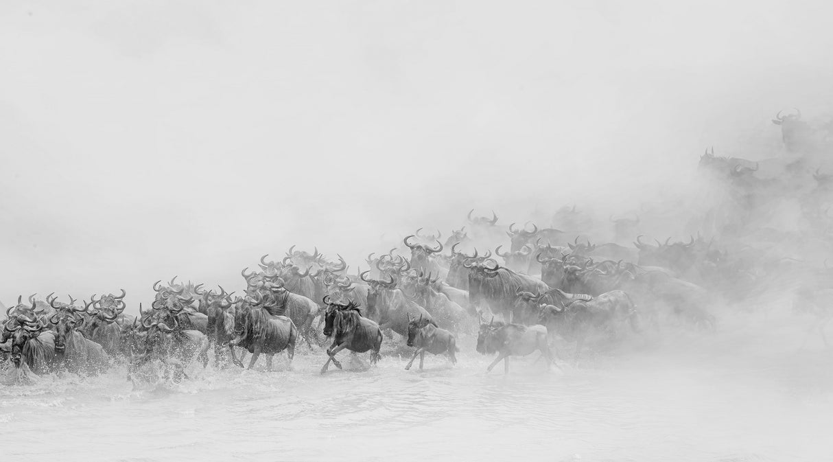 Migration ( wildebeests crossing river) Poster och Canvastavla