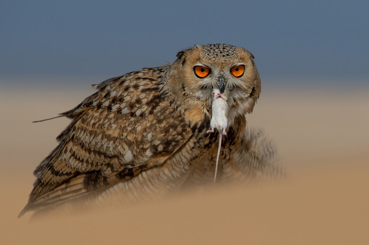 Pharaoh Eagle Owl Poster och Canvastavla