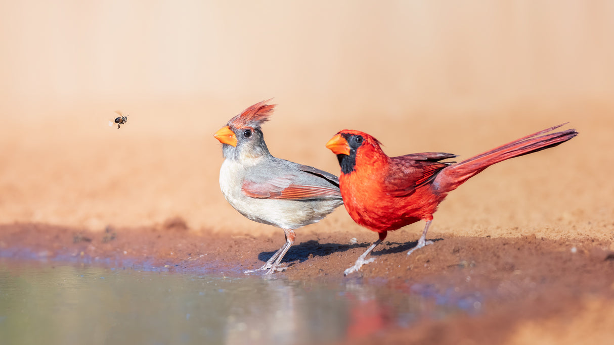 A bee and 2 Cardinals Poster och Canvastavla