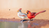 A bee and 2 Cardinals Poster och Canvastavla