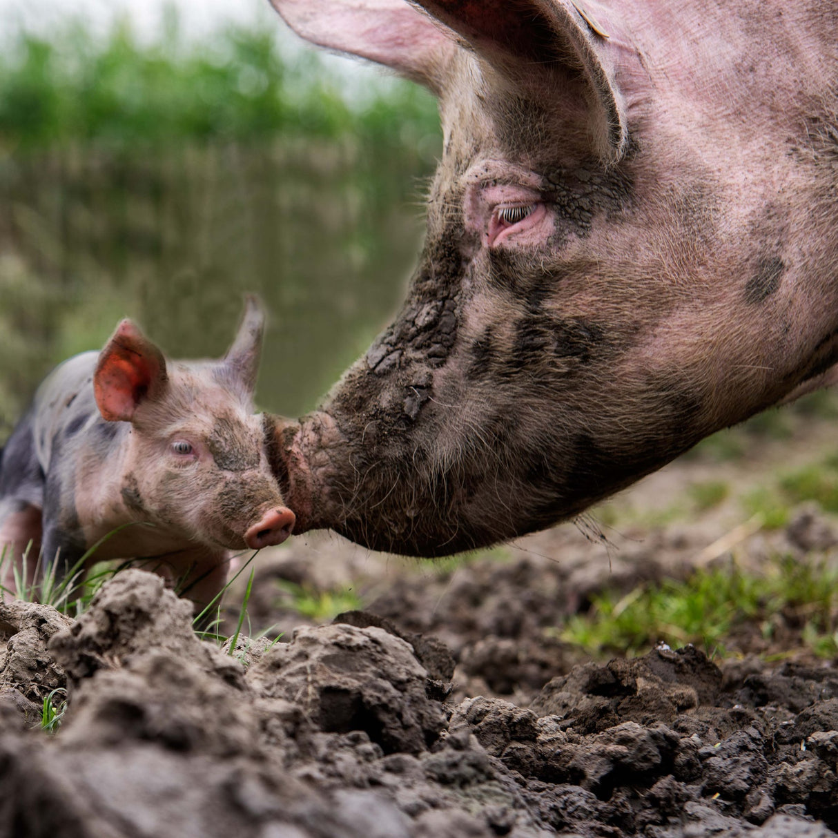 Get into the mud, and get yourself dirty Poster och Canvastavla