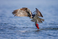 Osprey with a Kokanee Salmon Poster och Canvastavla