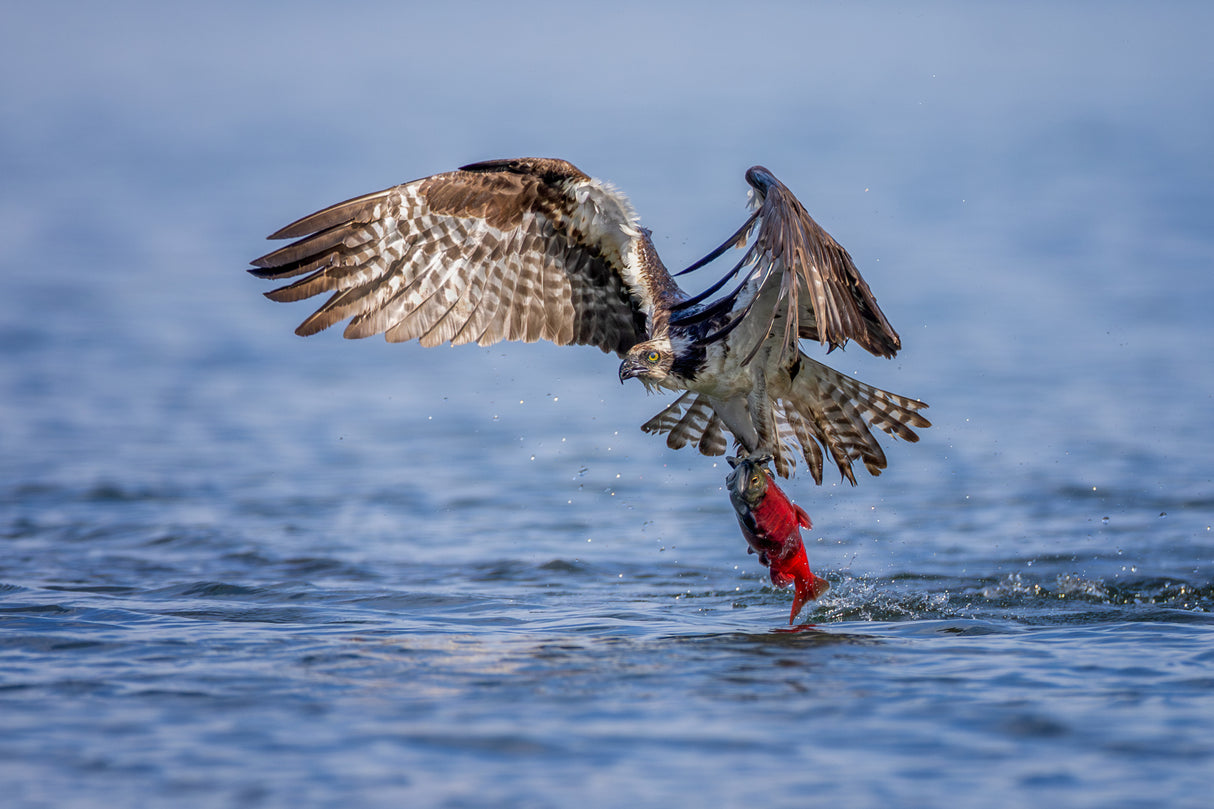 Osprey with a Kokanee Salmon Poster och Canvastavla