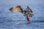 Osprey with a Kokanee Salmon Poster och Canvastavla
