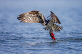 Osprey with a Kokanee Salmon Poster och Canvastavla