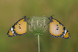 African Queen Butterflies Poster och Canvastavla