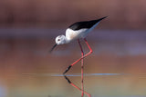 Himantopus himantopus Poster och Canvastavla