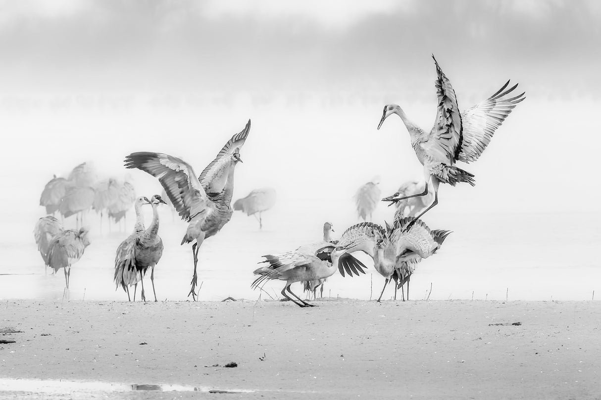 Sandhill Cranes in Morning Poster och Canvastavla