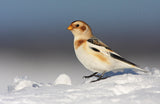 Snow Bunting (Plectrophenax nivalis) Poster och Canvastavla