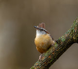 Carolina wren Poster och Canvastavla