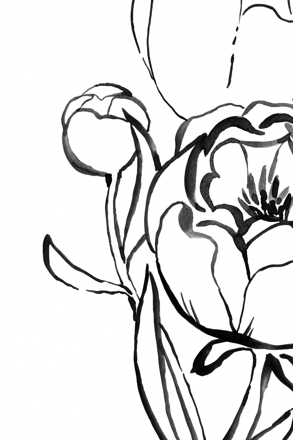 Anuman peony line art Poster och Canvastavla